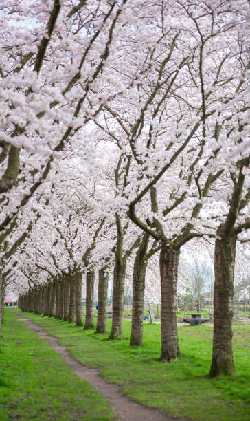 row of cherry blossom with green grass, background, sakura - spring vertical cherry blossom color image imagens e fotografias de stock
