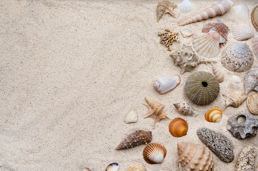 Seashells washed up on the beach, top view