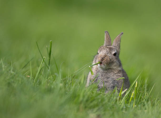 istock Easter bunny chill in the gras 2100064663
