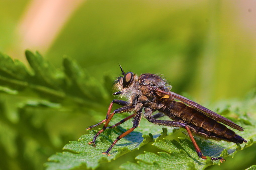 An extreme close-up of a European species of assassin flies sitting on a leaf and waiting for a prey.