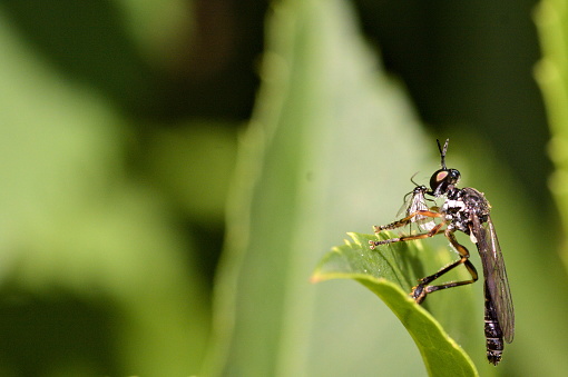 Machimus atricapillus, an European species of assassin flies, sitting on the leaf while feeding on unidentified insect from Diptera family (flies). Photo taken against grass and trees, hence the green gradient and blurry background.