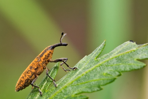 A sharp close-up of a bug against blurry grass in the background. The portrayed insect is Lixus iridis from the weevil family, resembling a banana both in shape and color, sitting on the leaf and observing the environment.