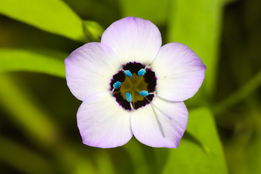 The photo presents a selective focus,
close-up view of a Gillia Tricolor flower with blue stamens in the center. It's in the wild, in Poland, where it presents a non-native species example. Green leaves surround the flower in the blurry background.