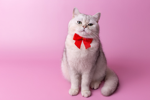 arrogant British white cat, with a red bow on her chest, sitting on a pink background,look at camera. Copy space