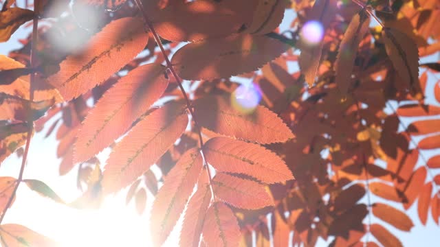 Red Rowan tree, autumn airy nature, the fruits of mountain ash. Soft blurred morning sunlight. Sorbus aucuparia tree closeup on sky background.