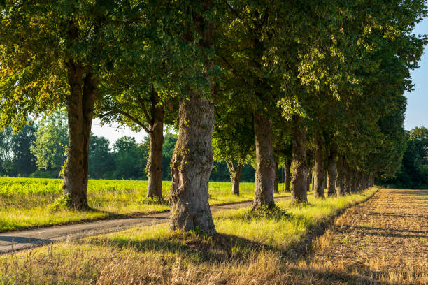 istock Country road lined by old lime trees (Tilia) 2100093683