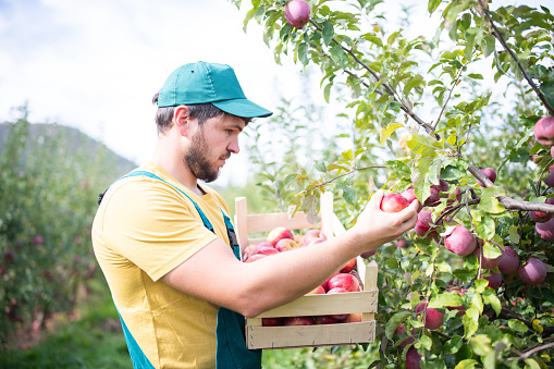 Mid adult farmer picking apples in orchard.
