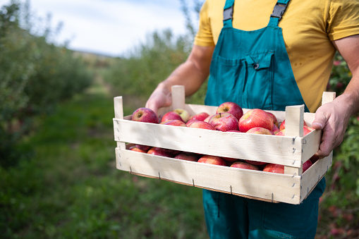 Unrecognizable male farmer holding wooden crate full of beautiful red apples during harvest on orchard.