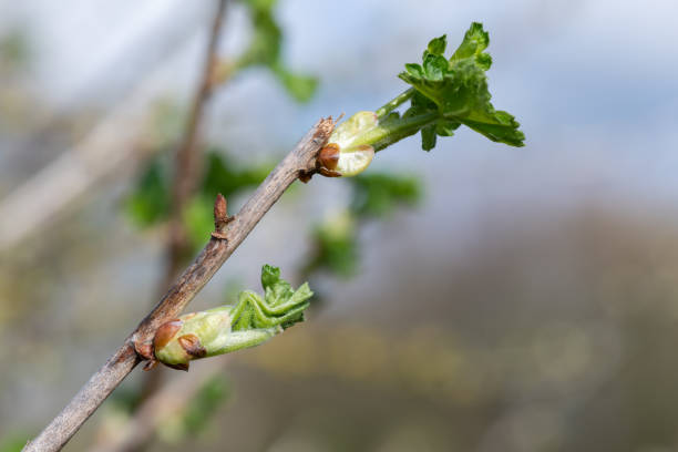 istock European gooseberry (ribes uva-crispa) 2100105357