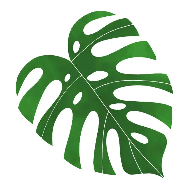 Vector illustration of Monstera watercolor green leaf isolated vector