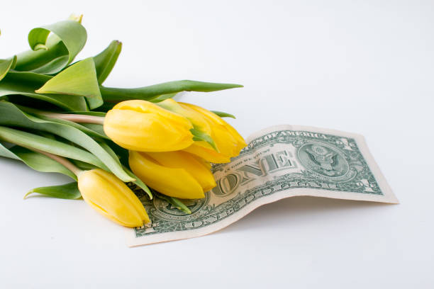a bouquet of tulips with a dollar on a white background. sale-purchase of flowers - flower shop flower flower market store ストックフォトと画像