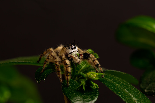 Jumping spiders family Salticidae hiding between leaves