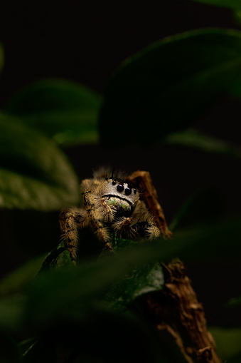 Jumping spiders family Salticidae hiding between leaves