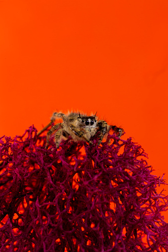 Jumping spiders family Salticidae on a red sea spnge