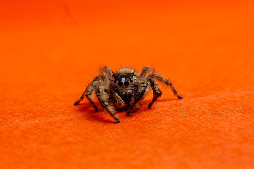 Jumping spiders family Salticidae on a orange backdrop