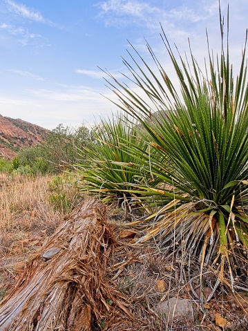 Yucca and ground cover along the trail through the Chisos mountains, in Big Bend national park.