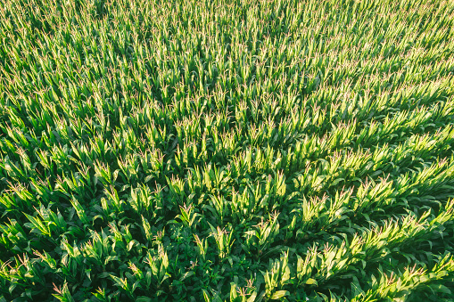 aerial drone view photo from drone of growing maize field in rural agricultural area at morning