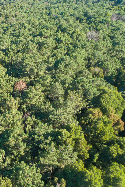 istock drone aerial view of a forest in summertime 2100127353