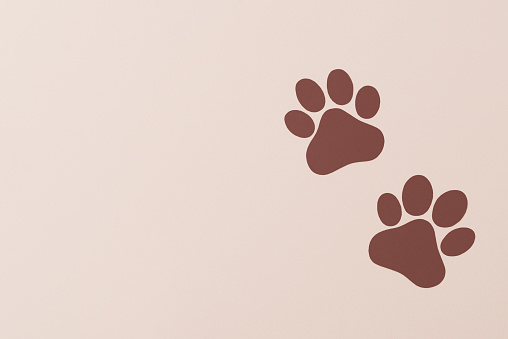 Brown pet paws on beige background, dog paws pattern. National Puppy Day creative concept, top view