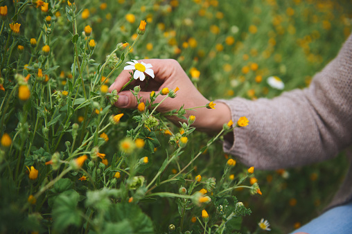 Closeup hands of female botanist pharmacist herbalist collects chamomile flowers, preparing ingredients for traditional medicine or healing tea. The concept of naturopathy and herbal holistic medicine