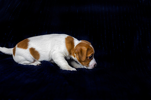 small Jack Russell terrier puppy sneaks against a dark background