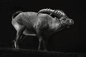 Portrait of a standing Alpine Ibex close-up on an isolated black background
