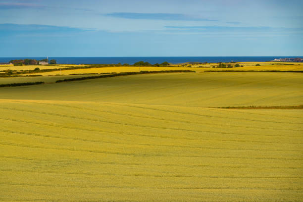 istock AERIAL: Amazing colour contrast between golden wheat fields and blue sky and sea 2100245990