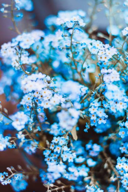 istock Blue forget-me-not flowers with bokeh 2100266145