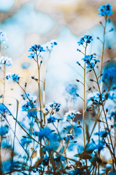 istock Blue forget-me-not flowers with bokeh 2100266147