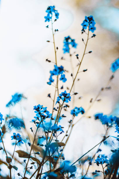 istock Blue forget-me-not flowers with bokeh 2100266148
