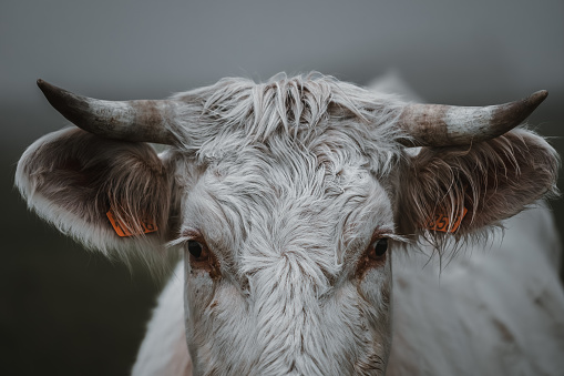 A cow with horns and a white face. The horns are large and pointy
