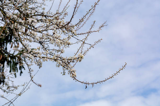 This photograph beautifully captures a plum branch laden with white blossoms, set against the clear blue sky of a sunny spring day in the orchard. The vibrant contrast between the delicate flowers and the vivid sky highlights the serene beauty of the season, symbolizing renewal and the cycle of life. The clarity of the sky provides a perfect backdrop, emphasizing the purity and elegance of the blossoms. This image is a celebration of spring's arrival, capturing the moment when nature awakens in a burst of beauty, offering a sense of hope and rejuvenation. Ideal for themes related to the natural world, the changing seasons, and the simple, yet profound beauty of springtime.