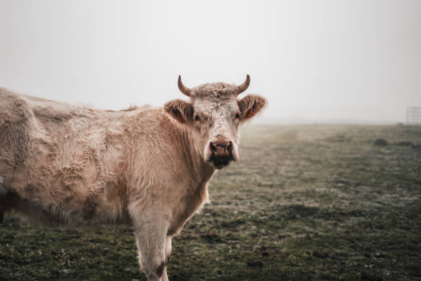 istock A cow with horns stands in a field 2100311578