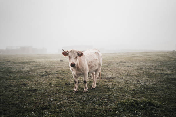 istock A cow is standing in a field of grass 2100312083