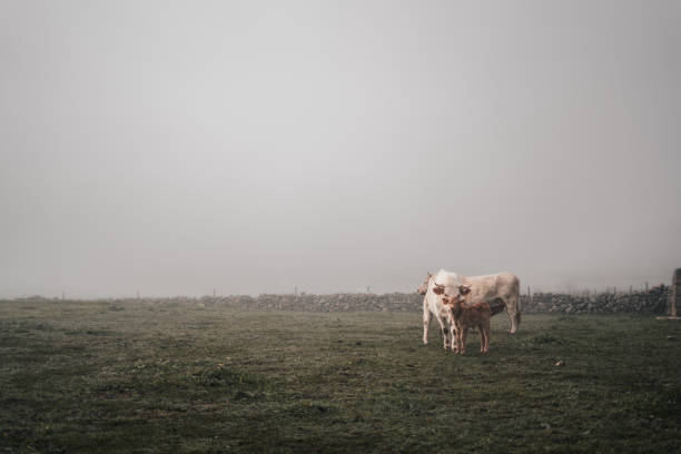 istock A cow is standing in a field with a cloudy sky in the background 2100312099