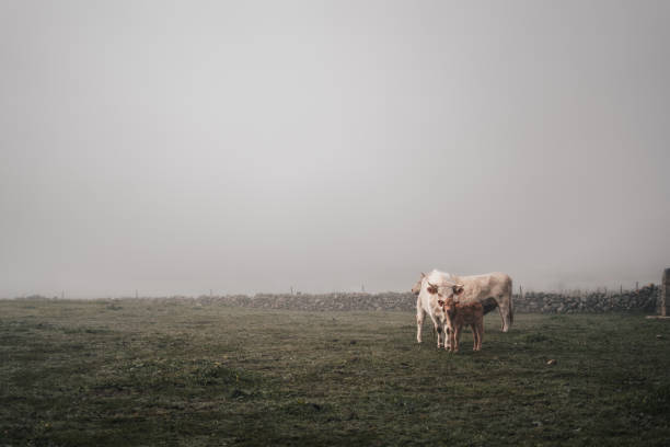 istock Two cows standing in a field with a cloudy sky in the background 2100312101