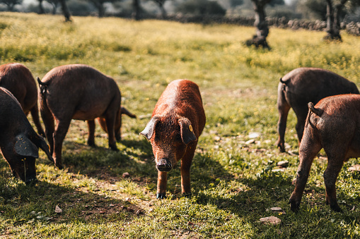 A group of pigs are grazing in a field. One of the pigs is looking at the camera
