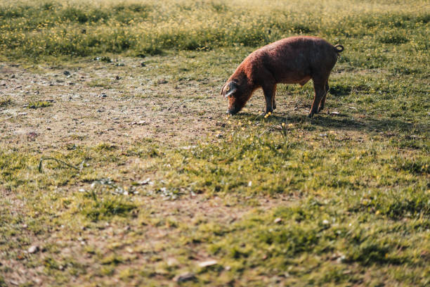 A pig is eating grass in a field. The field is dry and brown, and the pig is the only living thing in the scene