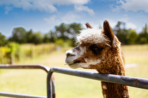 Cute three alpacas close-up. Beautiful and funny animals. Soft selective focus. Blurred background
