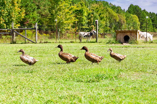 Four brown ducks in a row walking on grass