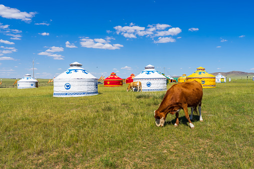 Mongolian yurt on the grassland，Cows and yurts under the blue sky and white clouds Cattle and yurts on the grassland
