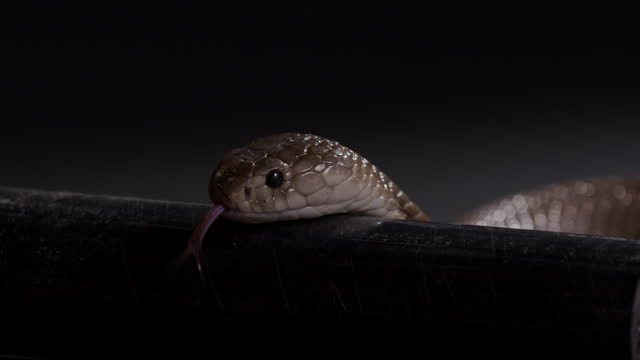 Egyptian cobra slithers along pipe outdoors at night - deadly animals