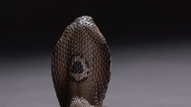 Monocle cobra standing upright with hood open showing monocle on back - deadly animals