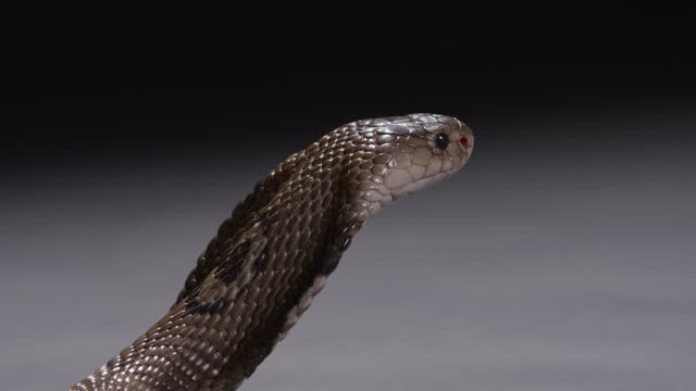 Monocle cobra with hood out looks off into distance - isolated on grey black background