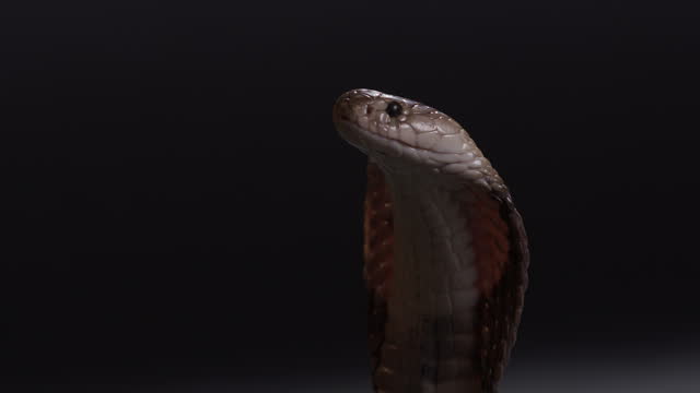 Egyptian cobra snake with hood up looking off frame - close up on face