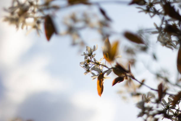 Blooming flowers of wild apple trees