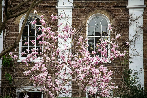 Magnolia tree flowers on brick wall and windows