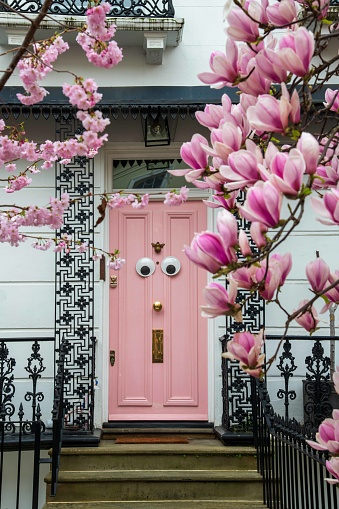 London, United Kingdom - March 14, 2024: Pink door with Magnolia and Cherry Tree blossoms in Notting Hill