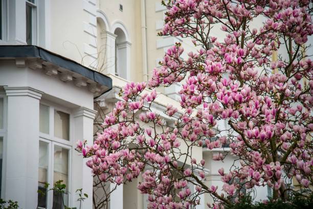 istock Pink magnolia tree flowers in Notting Hill 2100359586