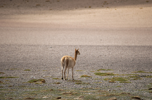 vicuñas en estado natural salvaje en cordillera de los andes Catamarca Argentina